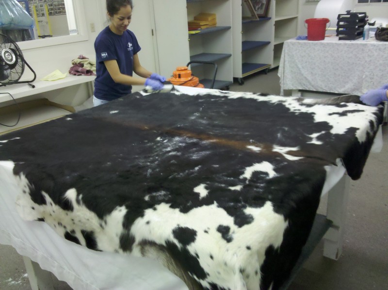 Cowhide_zpsdvwgsqig.jpg