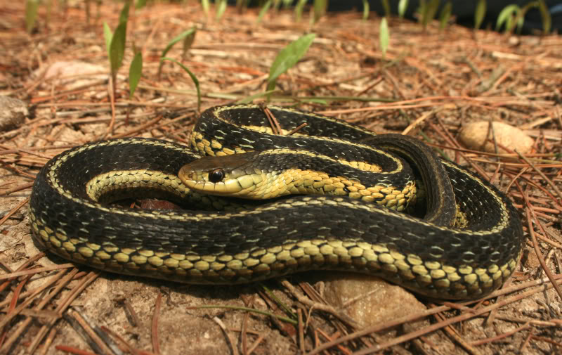 gartersnake002.jpg