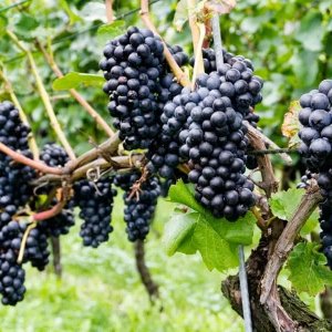 pinot-noir-grapes-large.jpg